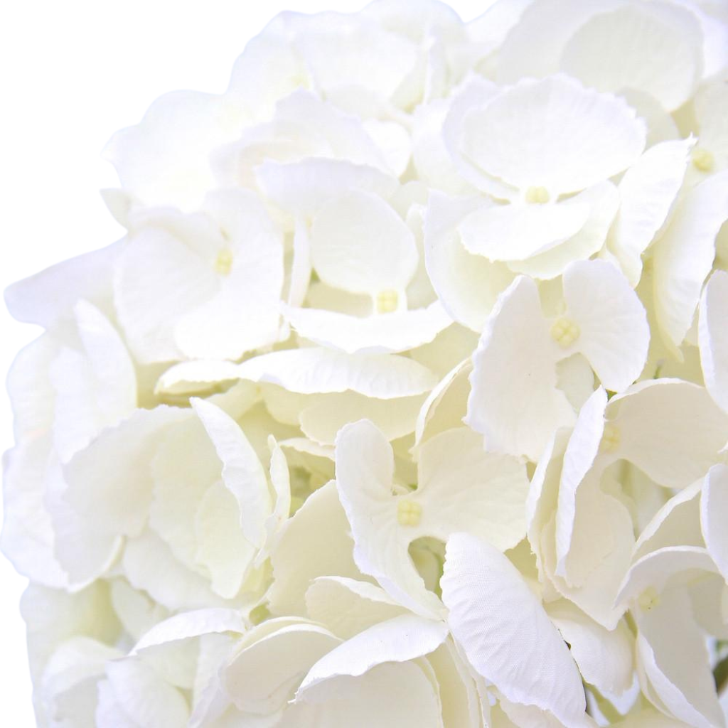 products/HydrangeaWhite.png