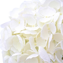 Load image into Gallery viewer, White Mophead Hydrangea
