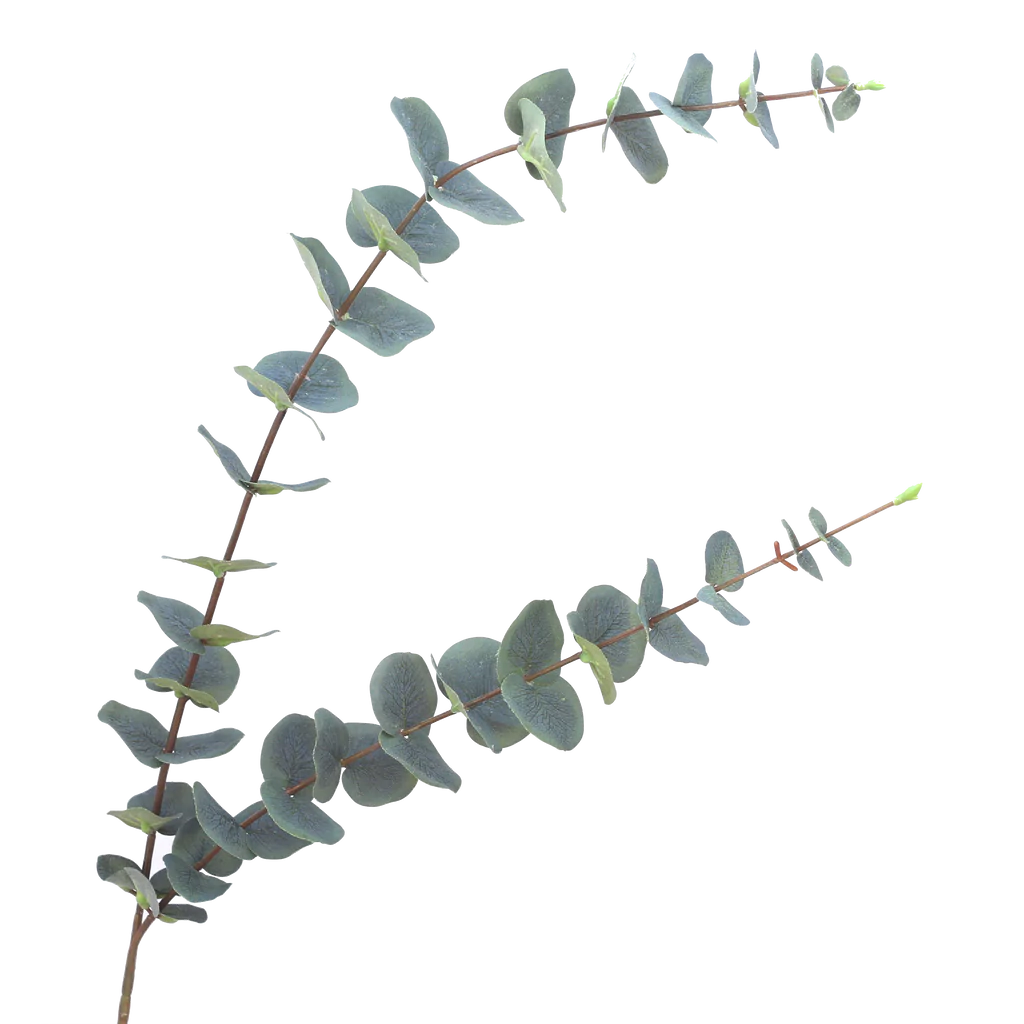 Long Stem Eucalyptus